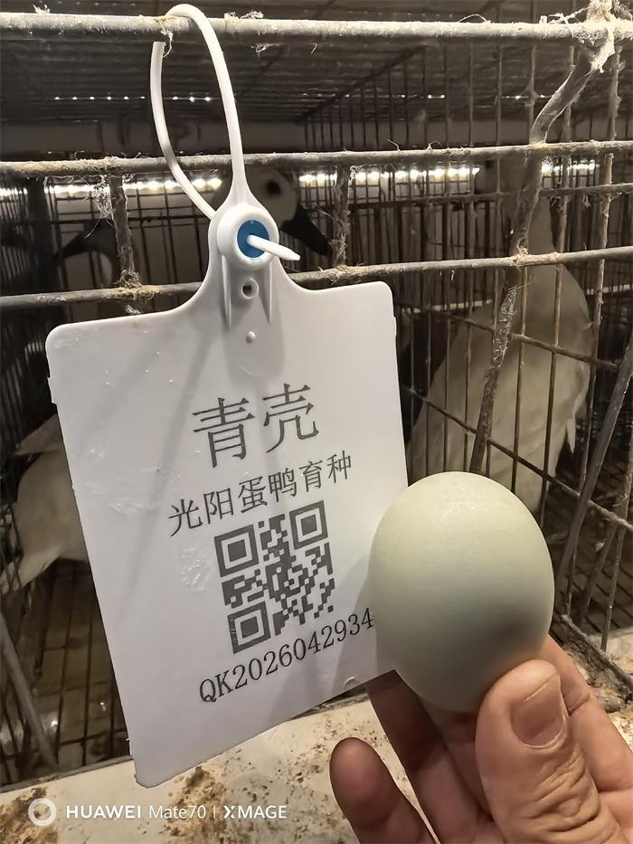 连城白鸭也能下青壳蛋了！福建育种技术100万转让，蛋制品加工不再愁(图3)