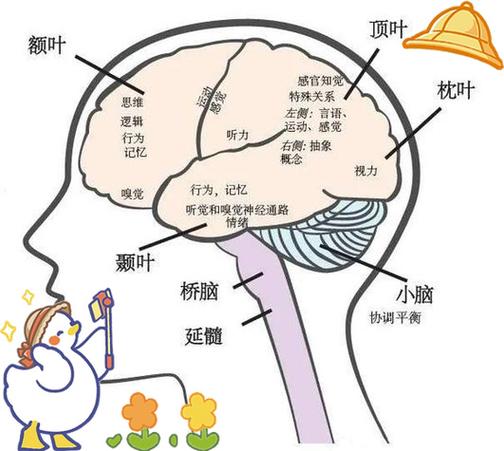 前额叶疲劳怎么办?教你科学保养大脑(图2) 前额叶疲劳怎么办?教你科学保养大脑(图2)