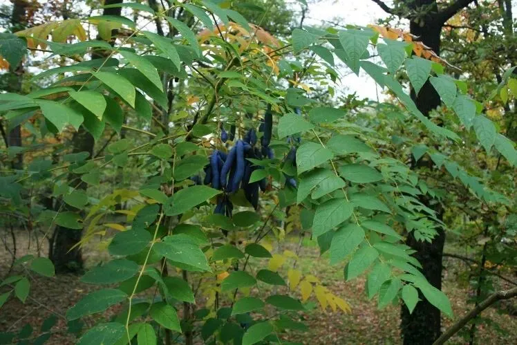 老鼠拉冬瓜、猫屎瓜、海参瓜:为啥瓜名总跟动物有关?