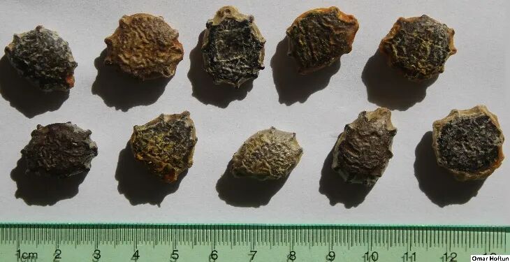 老鼠拉冬瓜、猫屎瓜、海参瓜：为啥瓜名总跟动物有关？(图11)
