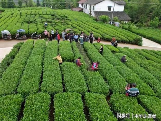 华安大地村入选联合国示范村！从茶叶到百果，乡村振兴这样玩(图1)