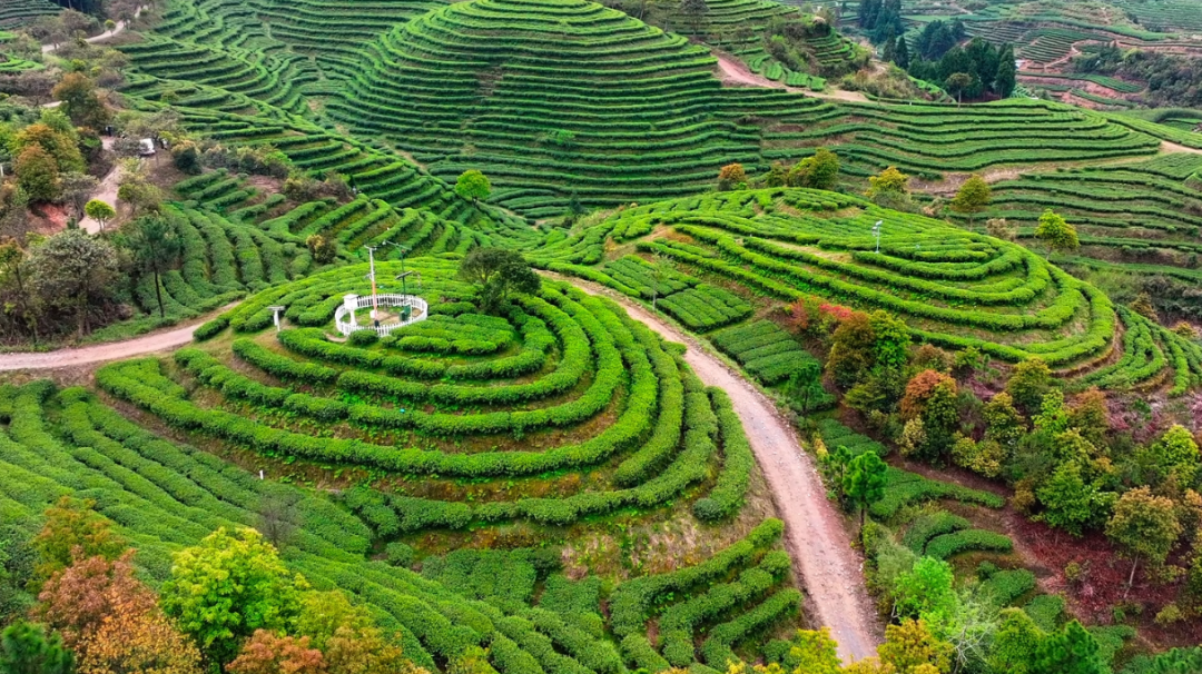 福鼎白茶凭什么火遍世界？产茶大县揭秘乡村振兴密码(图4)