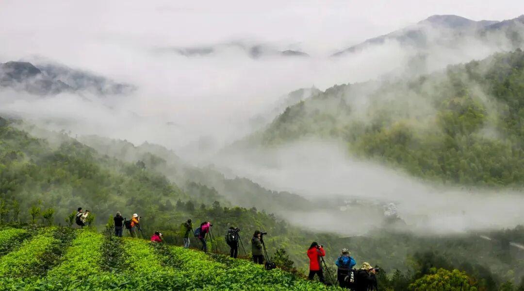 福鼎白茶凭什么火遍世界？产茶大县揭秘乡村振兴密码(图5)