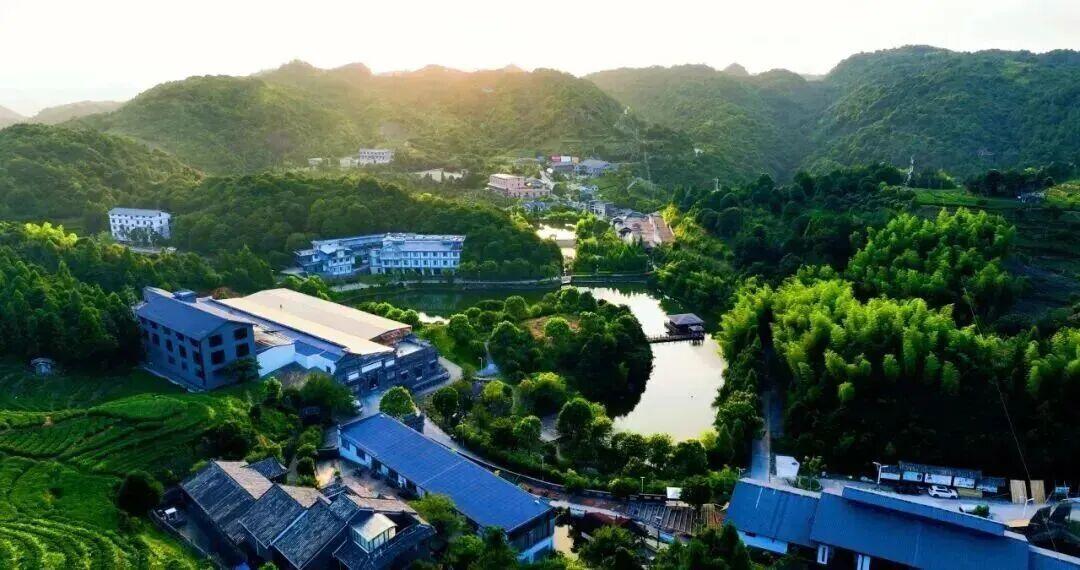 福鼎白茶凭什么火遍世界？产茶大县揭秘乡村振兴密码(图6)