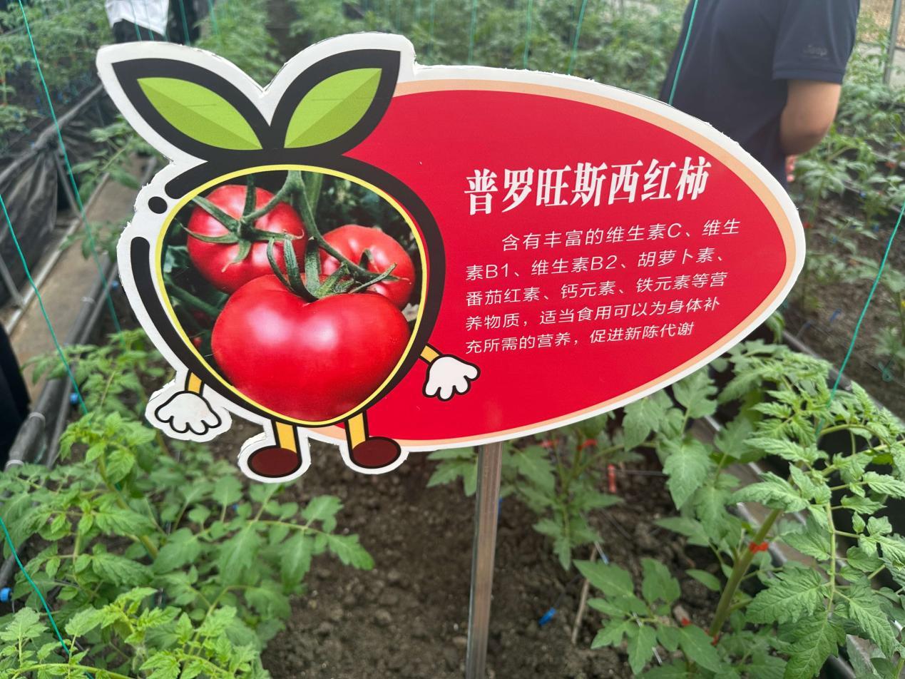 陕西七星村智能大棚：种菜不施肥，十年不换土，两三人管四五棚(图4)