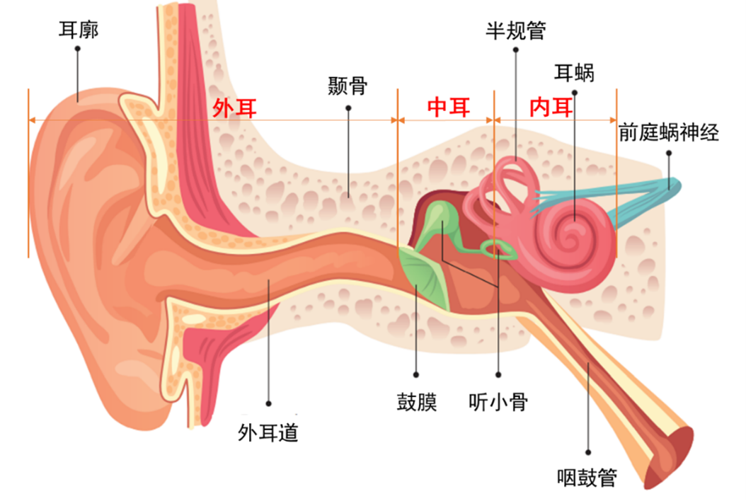 夏季游泳小心耳朵发炎！中耳炎高发期，孩子尤其要注意(图2)