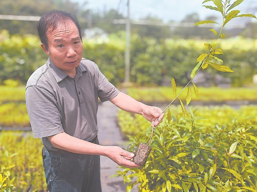 福建林农必看：杉木马尾松之外，种什么树赚钱又生态？(图3)