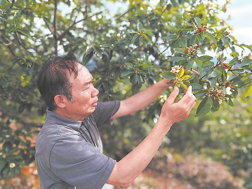 福建林农必看：杉木马尾松之外，种什么树赚钱又生态？(图4)