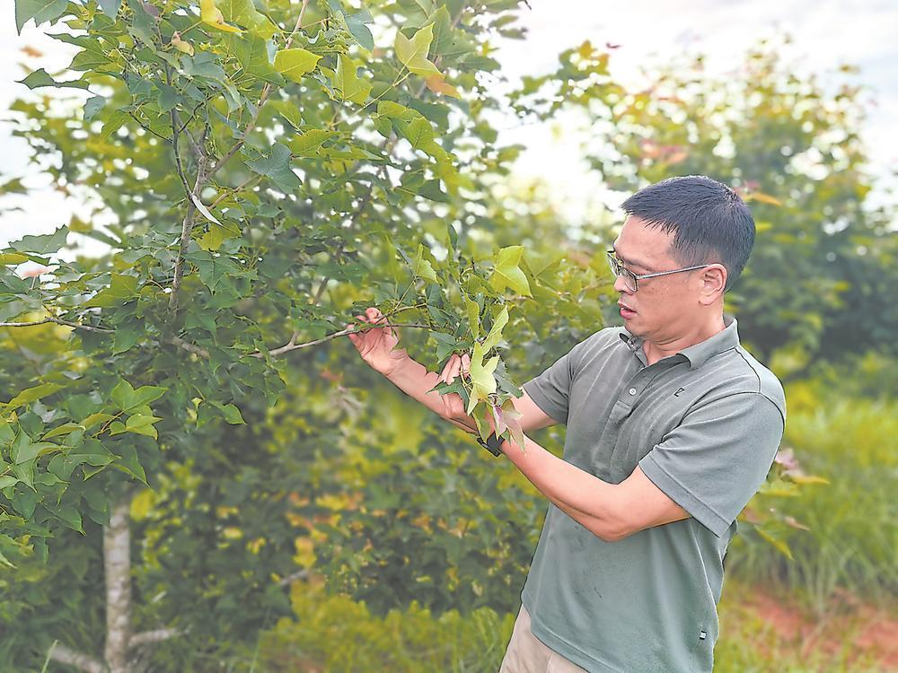 福建林农必看：杉木马尾松之外，种什么树赚钱又生态？(图5)