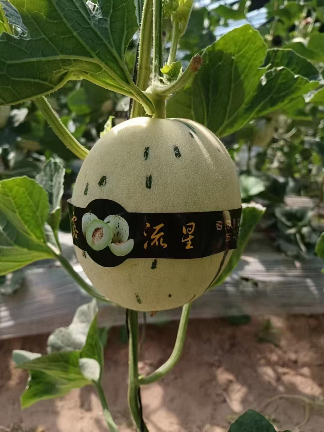 闽宁协作30年：宁夏农户大棚里种出脆甜白月光(图12)