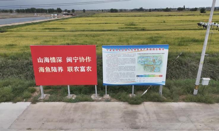 闽宁协作30年：福建专家在宁夏养海鲈鱼，沙漠里也能养鱼了(图3)