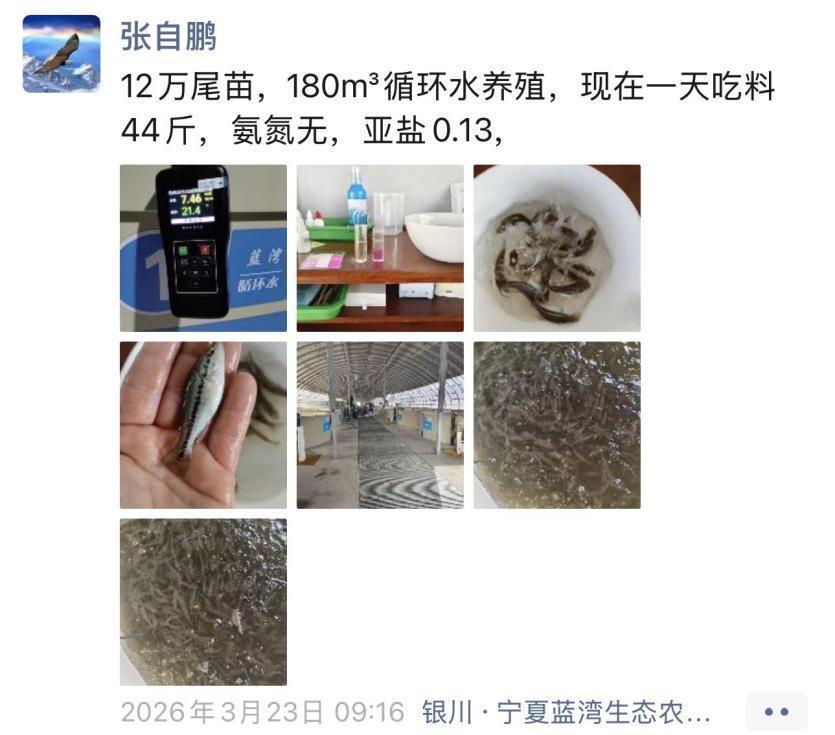 闽宁协作30年：福建专家在宁夏养海鲈鱼，沙漠里也能养鱼了(图6)