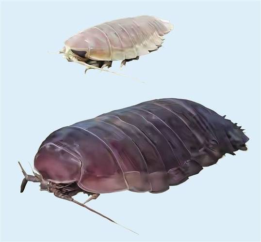 2026年深海绝食王：深海水虱Top1奥秘揭晓(图2)