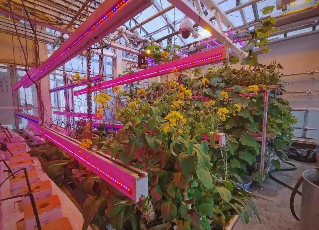 南极智能温室如何破解半年极昼极夜，让蔬菜正常生长(图2)