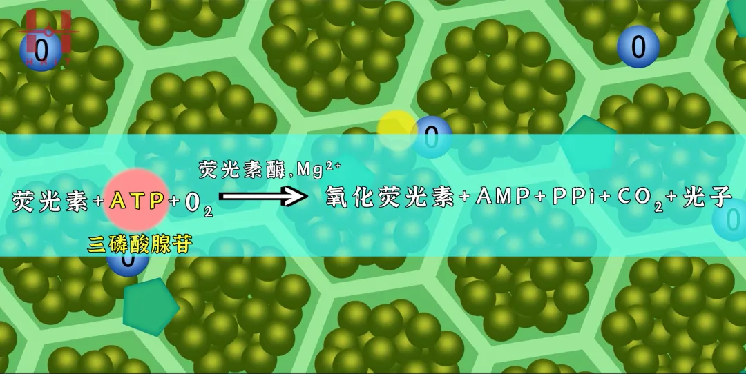 萤火虫发光秘密大揭秘:夏夜小灯光师竟是肉食甲虫(图4) 萤火虫发光秘密大揭秘:夏夜小灯光师竟是肉食甲虫(图4)