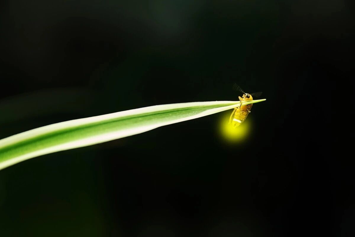 萤火虫发光秘密大揭秘:夏夜小灯光师竟是肉食甲虫(图5) 萤火虫发光秘密大揭秘:夏夜小灯光师竟是肉食甲虫(图5)