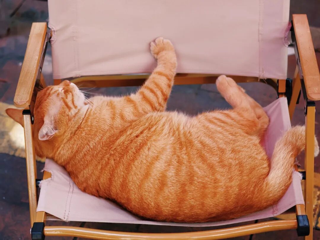 猫的性格和毛色无关?别被刻板印象骗了(图2) 猫的性格和毛色无关?别被刻板印象骗了(图2)