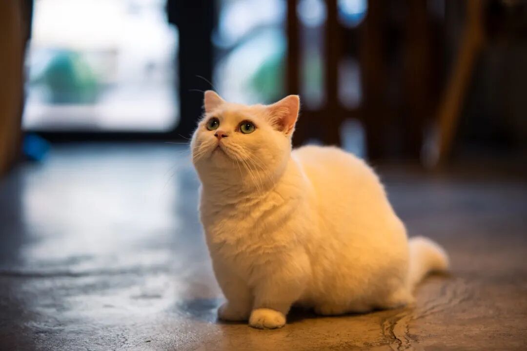 猫的性格和毛色无关?别被刻板印象骗了(图3) 猫的性格和毛色无关?别被刻板印象骗了(图3)