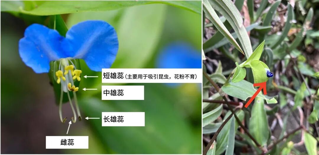 荔枝龙眼杂交新品种怀石更甜更脆，吃货快来看(图2)