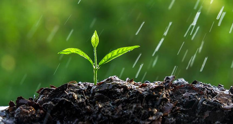下雨前后闻到的泥土味到底是什么?科学解释来了(图1) 下雨前后闻到的泥土味到底是什么?科学解释来了(图1)