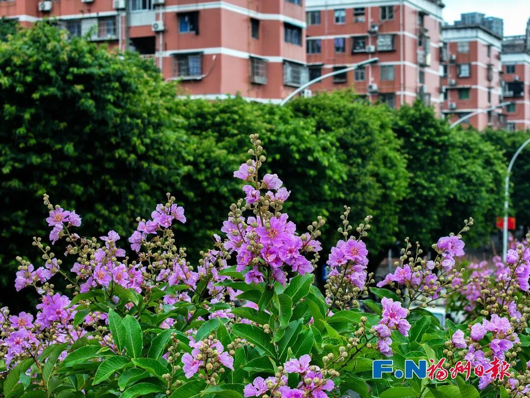 福州白马南路紫薇花道1.6公里梦幻紫上线,夏日必打卡(图5) 福州白马南路紫薇花道1.6公里梦幻紫上线,夏日必打卡(图5)