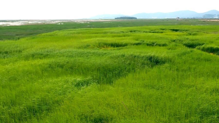福建扭转绿色沙漠困局，重现鸥鹭翔集生态画卷(图1)