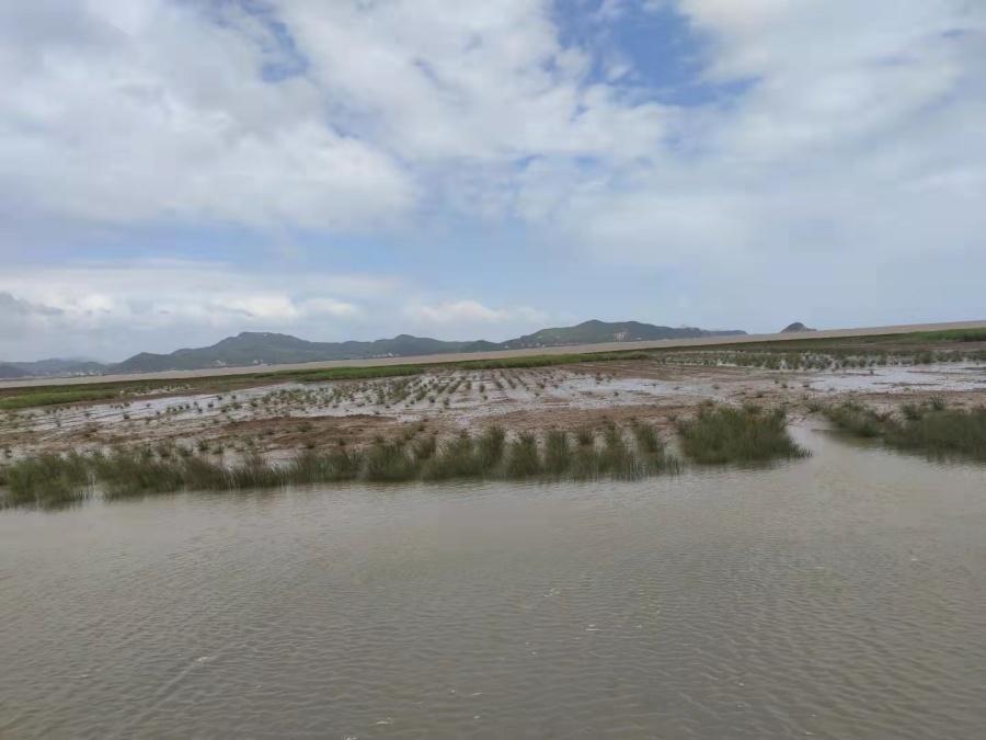 福建扭转绿色沙漠困局，重现鸥鹭翔集生态画卷(图2)