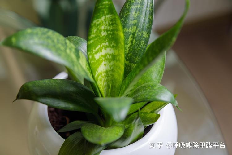 新房除甲醛最快的方法，这几种绿植效果最好(图2)