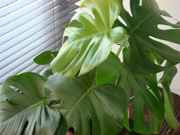 电磁辐射无处不在？这些防辐射植物为你守护健康与环境(图1)