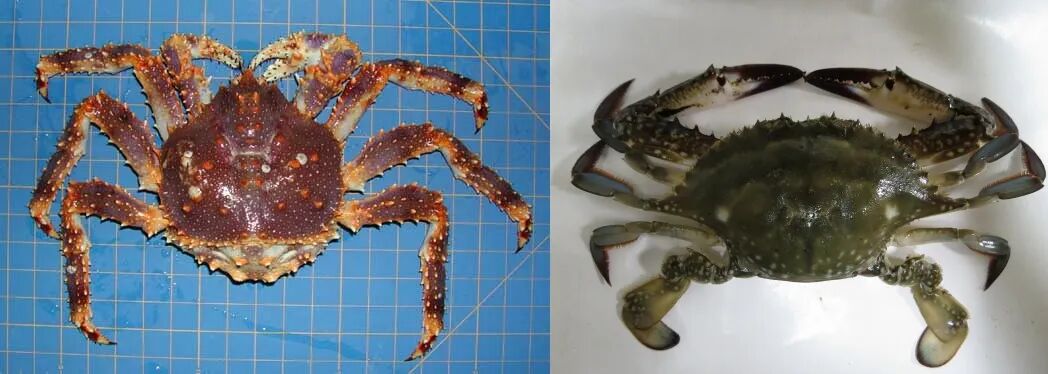 帝王蟹不是螃蟹？六条腿的它和虾才是亲戚(图2)