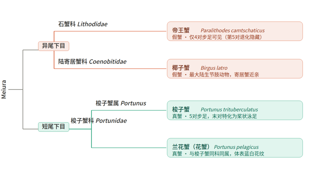 帝王蟹不是螃蟹？六条腿的它和虾才是亲戚(图3)