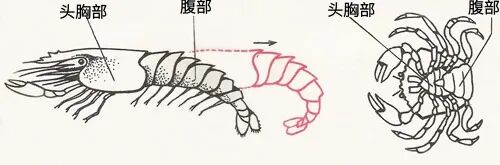 帝王蟹不是螃蟹？六条腿的它和虾才是亲戚(图5)