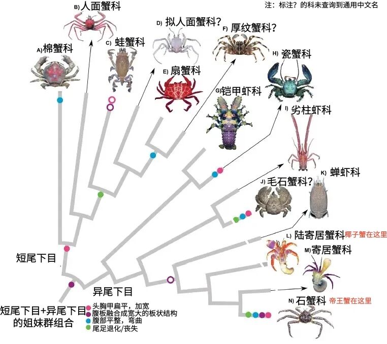 帝王蟹不是螃蟹？六条腿的它和虾才是亲戚(图9)