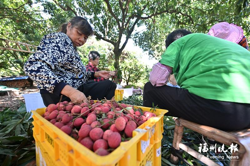 夏日福州水果香，特色采摘园成市民周末微度假热门之选(图1)