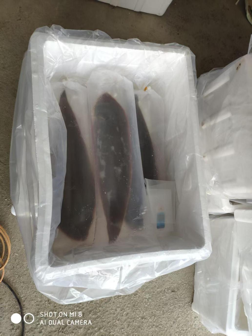 活鱼长途运输不折腾，无水休眠技术让鱼睡一觉到货(图1)