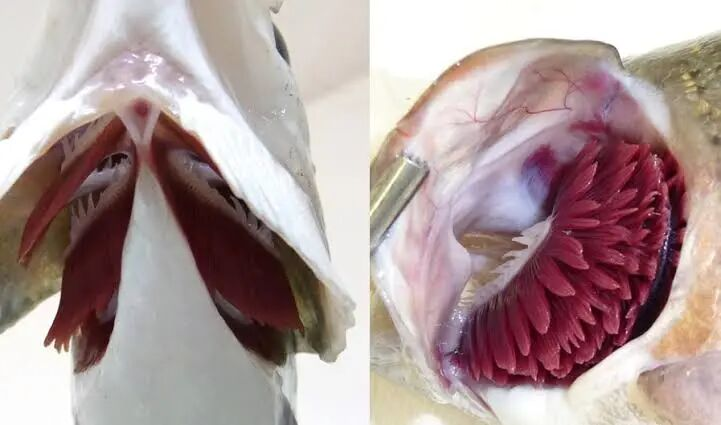 金枪鱼一生不停游，打工人一生不停卷(图1)