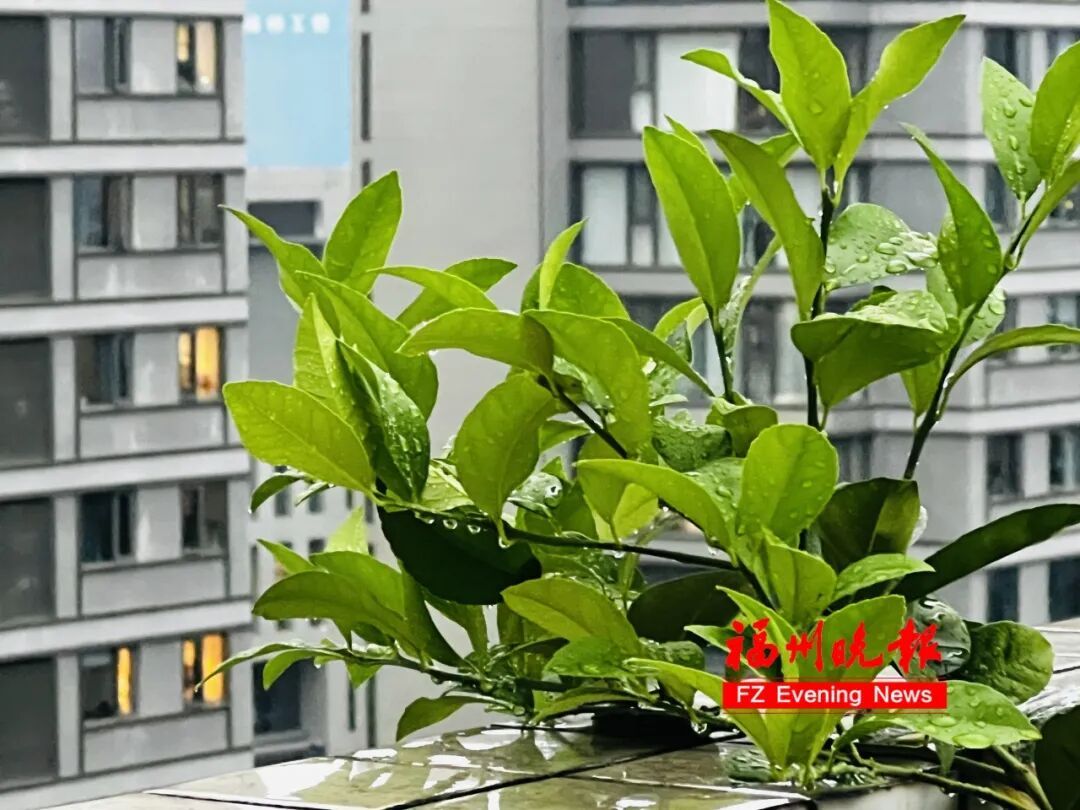福建暴雨警报！周末雨水减弱，下周高温桑拿天回归(图3)