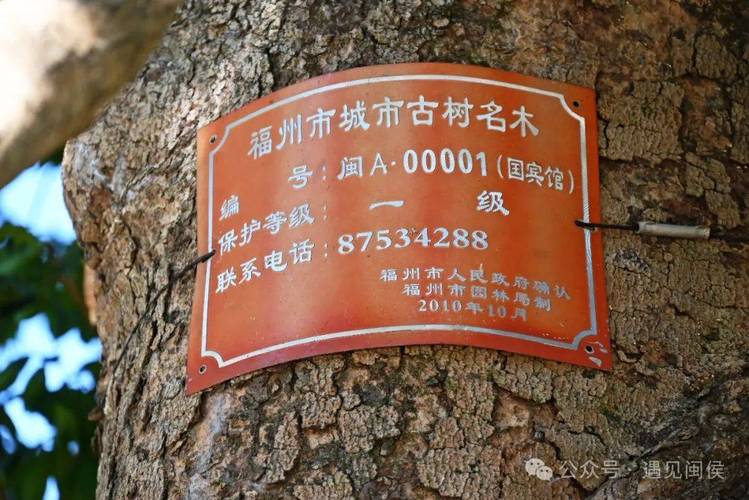 福州对五城区古树名木家底展开全面细致摸排工作(图1)