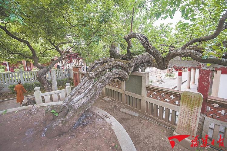 福州对五城区古树名木家底展开全面细致摸排工作(图2)