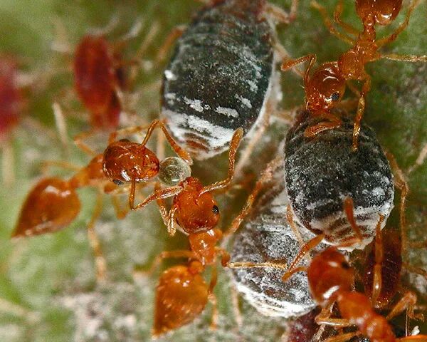 以蚜虫排泄物为养分的竹花菌,口感竟如此鲜嫩(图3) 以蚜虫排泄物为养分的竹花菌,口感竟如此鲜嫩(图3)