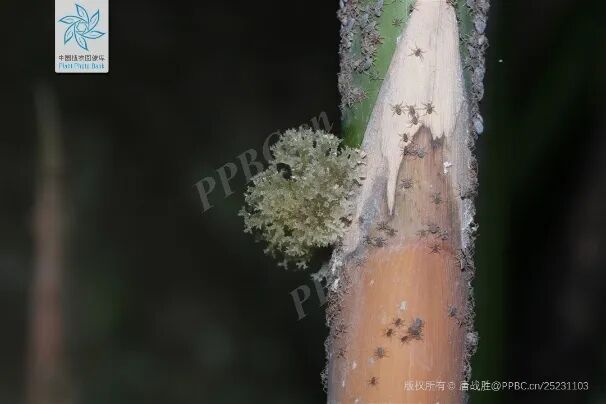 以蚜虫排泄物为养分的竹花菌,口感竟如此鲜嫩(图4) 以蚜虫排泄物为养分的竹花菌,口感竟如此鲜嫩(图4)
