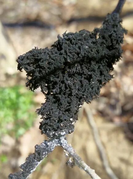 以蚜虫排泄物为养分的竹花菌,口感竟如此鲜嫩(图5) 以蚜虫排泄物为养分的竹花菌,口感竟如此鲜嫩(图5)