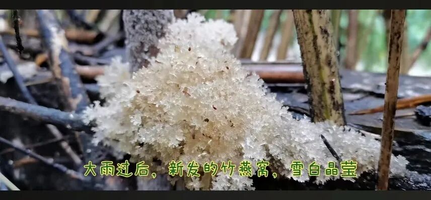 以蚜虫排泄物为养分的竹花菌,口感竟如此鲜嫩(图6) 以蚜虫排泄物为养分的竹花菌,口感竟如此鲜嫩(图6)