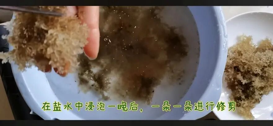 以蚜虫排泄物为养分的竹花菌,口感竟如此鲜嫩(图7) 以蚜虫排泄物为养分的竹花菌,口感竟如此鲜嫩(图7)
