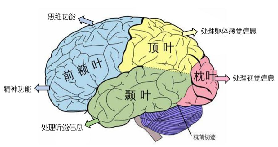 多动孩子不是故意不听话,是大脑做不到!科学拆解指令失灵真相(图2) 多动孩子不是故意不听话,是大脑做不到!科学拆解指令失灵真相(图2)