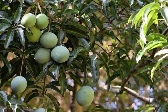 从山寨芒果饮料到真香,芒果到底凭什么称王(图2) 从山寨芒果饮料到真香,芒果到底凭什么称王(图2)