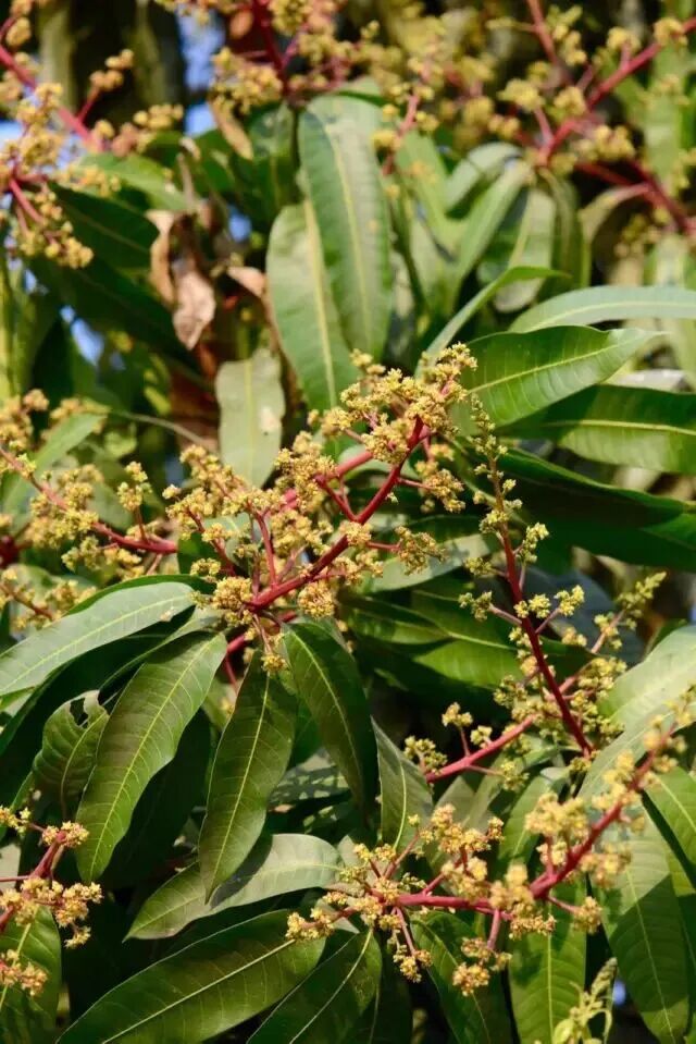 从山寨芒果饮料到真香,芒果到底凭什么称王(图5) 从山寨芒果饮料到真香,芒果到底凭什么称王(图5)