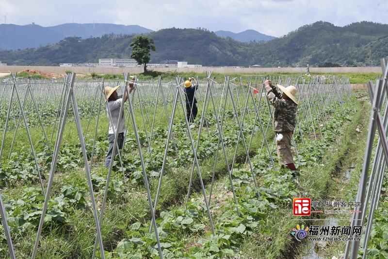 福州龙祥岛百亩黄瓜即将上市,从渣土堆变良田的故事(图5) 福州龙祥岛百亩黄瓜即将上市,从渣土堆变良田的故事(图5)
