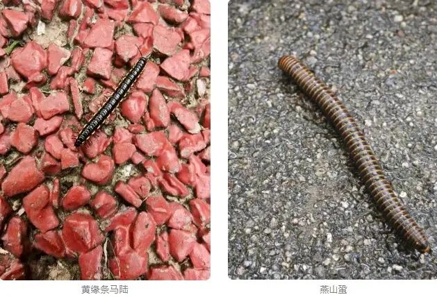公园里千足虫横行吓人?专家:不咬人,别慌(图2) 公园里千足虫横行吓人?专家:不咬人,别慌(图2)