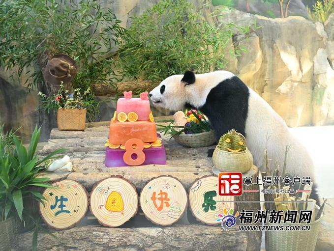 大熊猫启程启航8岁生日,福州熊猫世界首个生日派对(图2) 大熊猫启程启航8岁生日,福州熊猫世界首个生日派对(图2)